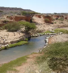 Livestock grazing by a river in Kenya
