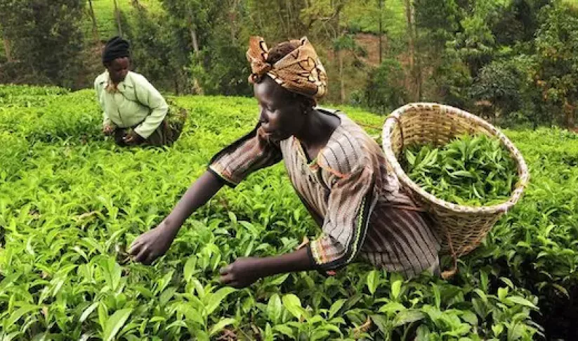 Photo of two women harvesting tea on hillside, photo credit Neil Palmer CIAT