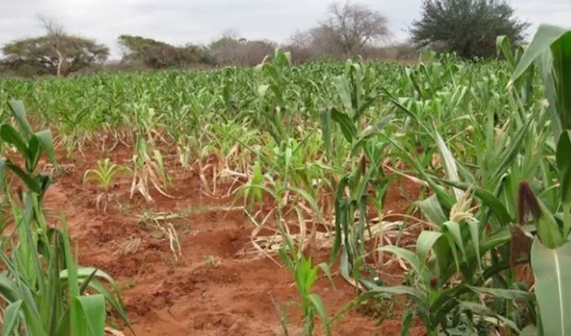 A cornfield with a young crop