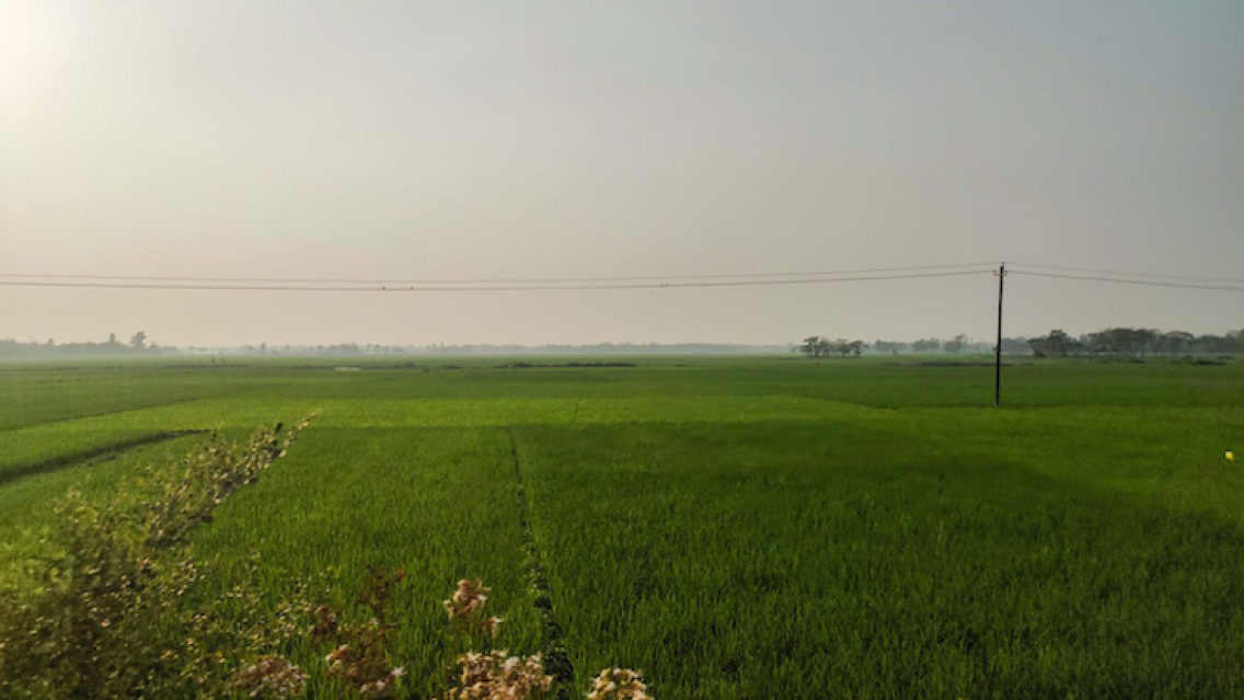 Paddy fields in Netrokona District. Bangladesh's north-eastern districts account for a sixth of the country's total boro rice (winter rice) production. (Photo credit: ICIMOD/Manish Shrestha)