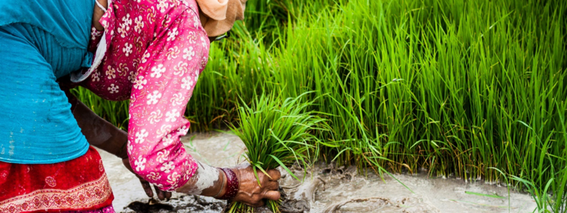 Woman farmer transplanting rice