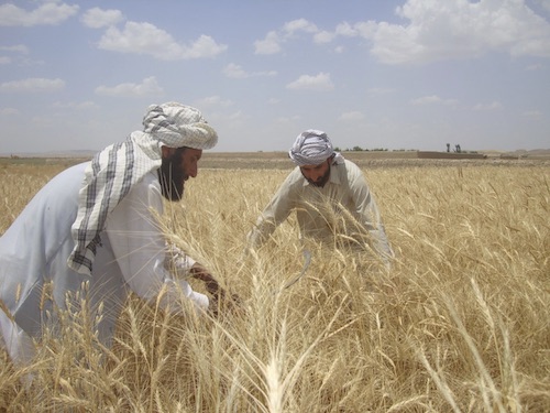  Two farmers inspecting wheat, image credit USAID