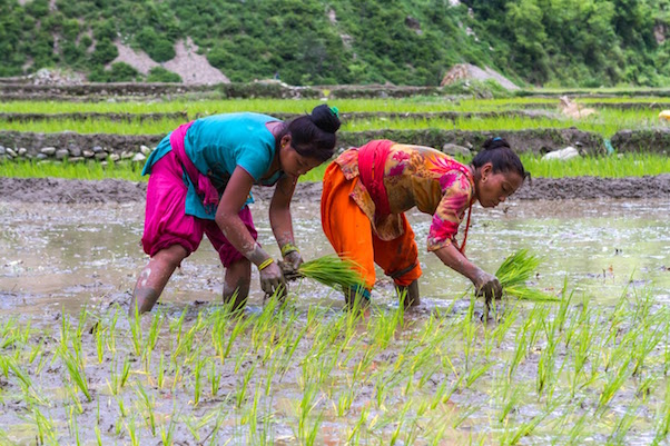 Photo of rice farmers in Nepal