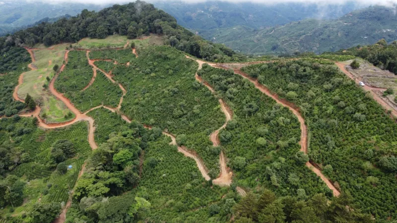 ariel view of coffee growing in Costa Rica