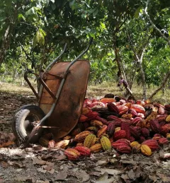 A pile of cacao beans with a wheelbarrow tipped over them