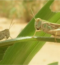 Locust standing on, and eating plants. Photo credit: SERVIR West Africa