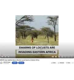 Locust monitoring video