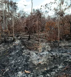 trees burned in fire
