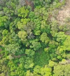 ariel view of Costa Rica land and trees