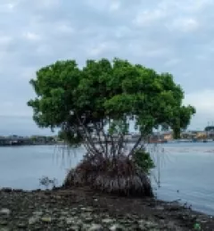 mangrove stand