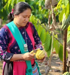 A woman cuts a cacao pod in a field in Thailand
