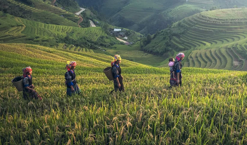 Women in a rice field
