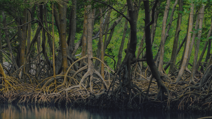 A photo of mangroves used for the Mapping and Monitoring Mangroves training page