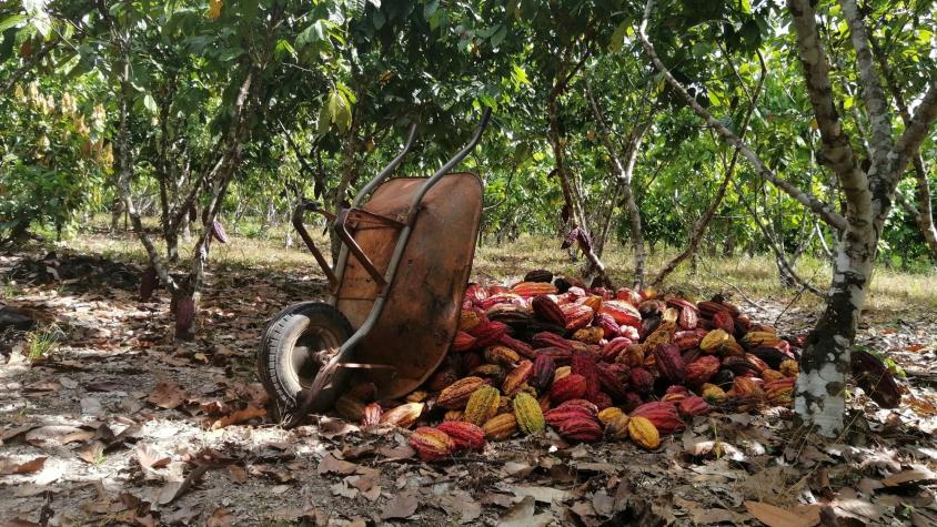 A pile of cacao beans with a wheelbarrow tipped over them
