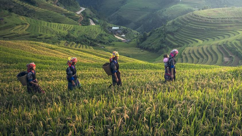 Women in a rice field