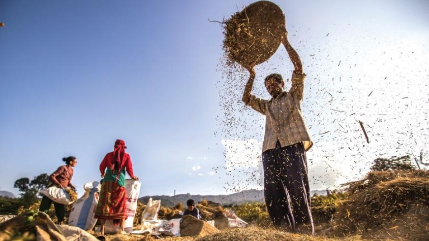 A man in Nepal dumping grain into a pile.