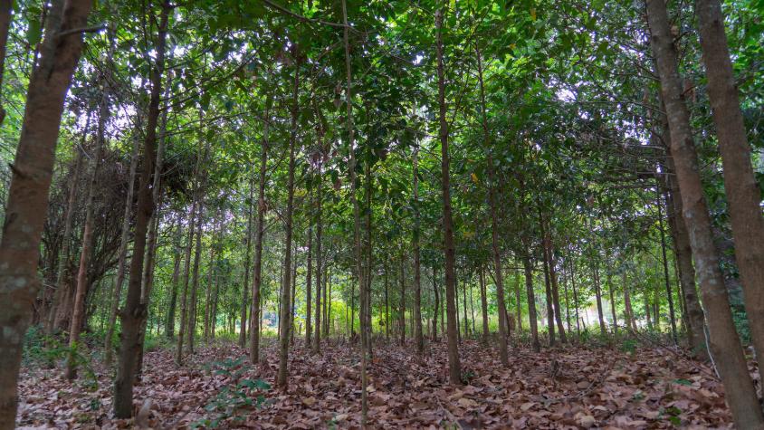 A forest with young trees in Cambodia (https://flic.kr/p/QEP8hq)
