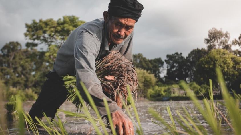 A man picking rice from a rice paddy