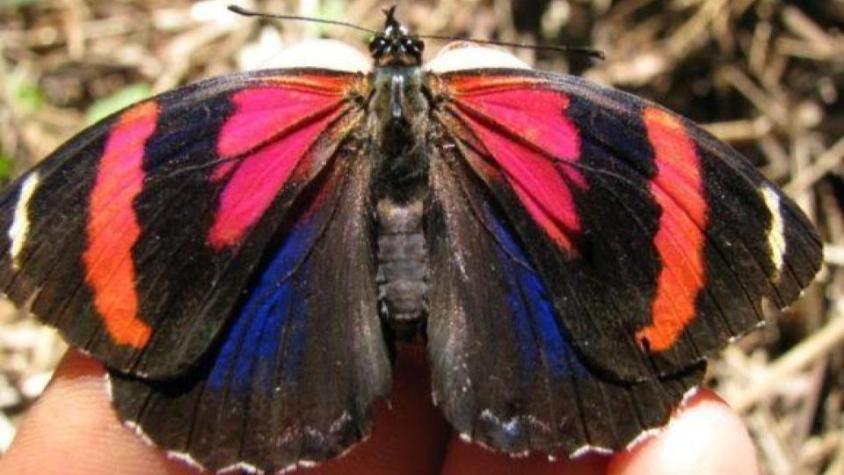 an Amazonian butterfly on someone's hand